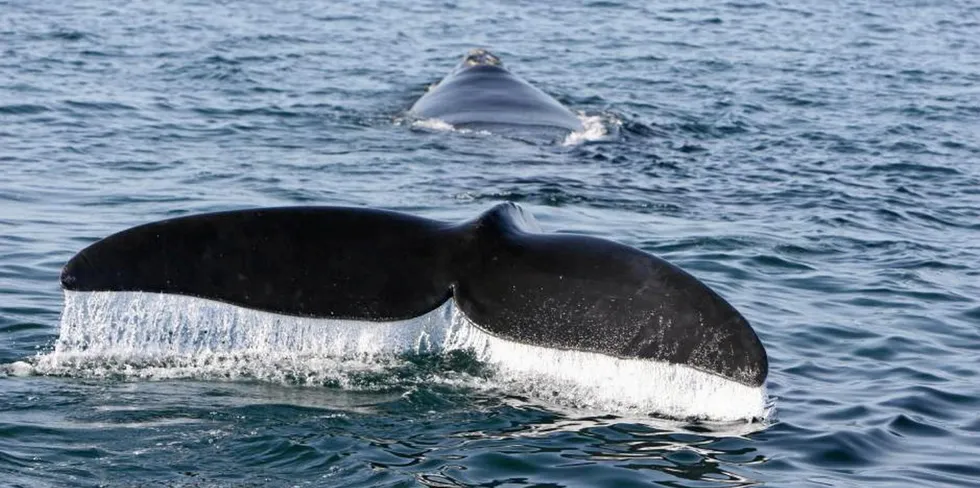 North Atlantic Right whale.