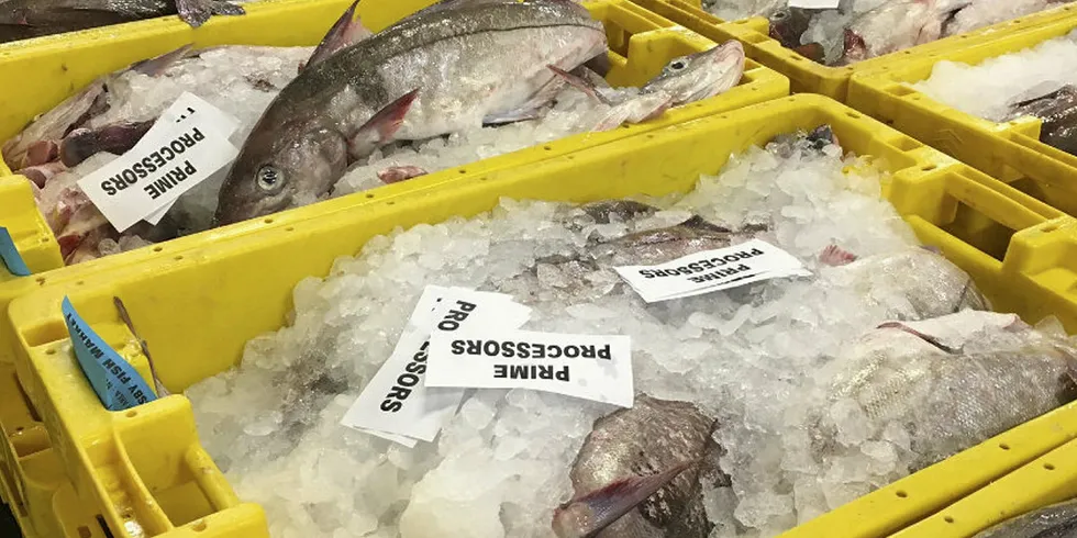 Icelandic haddock Grimsby Fish Market. Grimsby Fish Market.