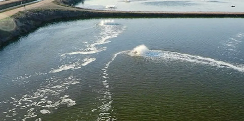 Project Sea Dragon will be a staged development of up to 10,000 hectares of prawn production ponds, supported by a series of geographically separate facilities across northern Australia.