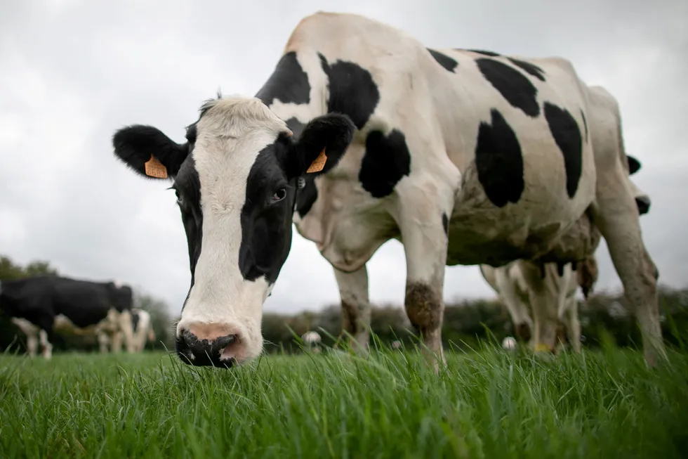 Renewable natural gas: Gevo's RNG will be produced from dairy cow manure in northwest Iowa and sold by BP into California's market