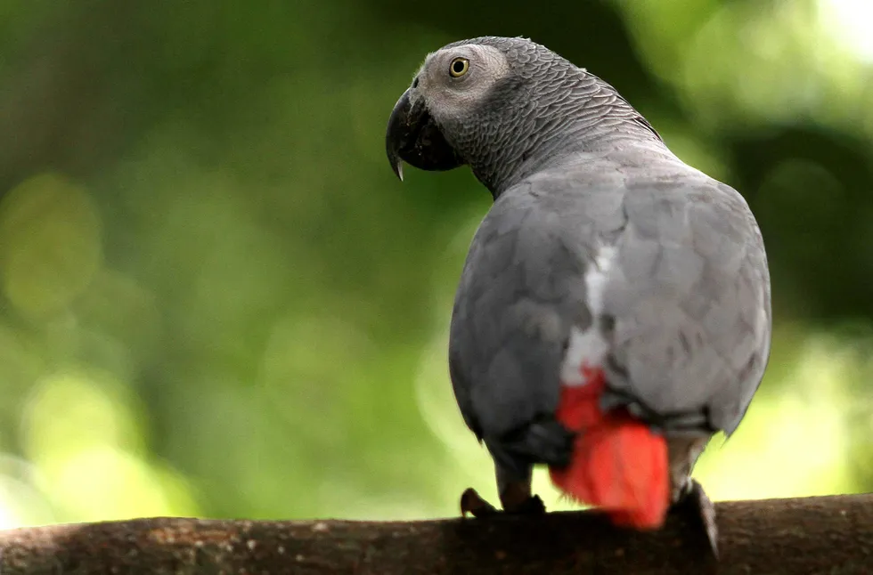 Legal questions: an African grey parrot released into Kabale National Park - not the only endangered species in the Uganda's fractious oil zone