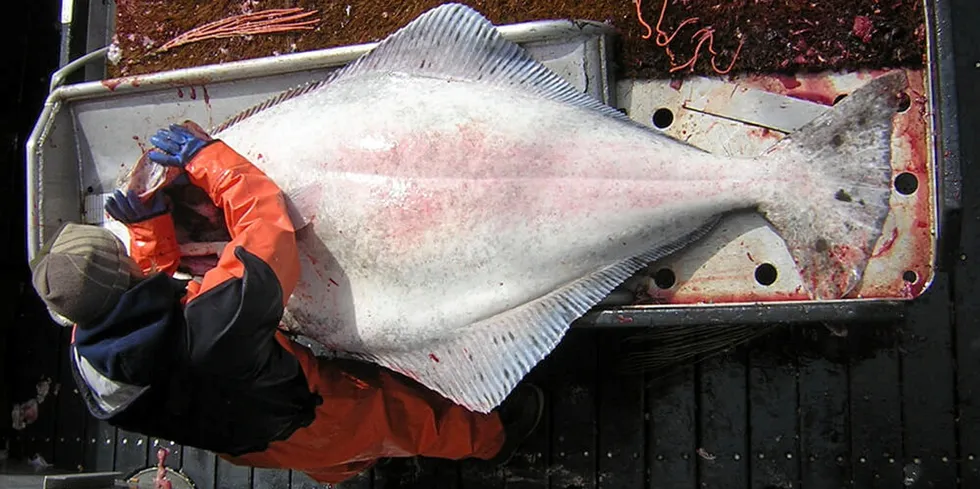 Pacific halibut being hauled on board a US vessel.