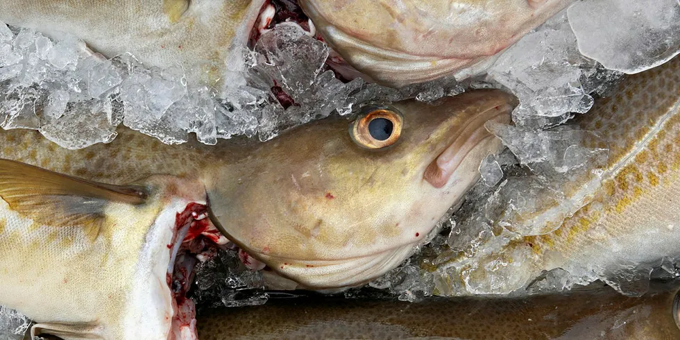 Atlantic cod on ice.
