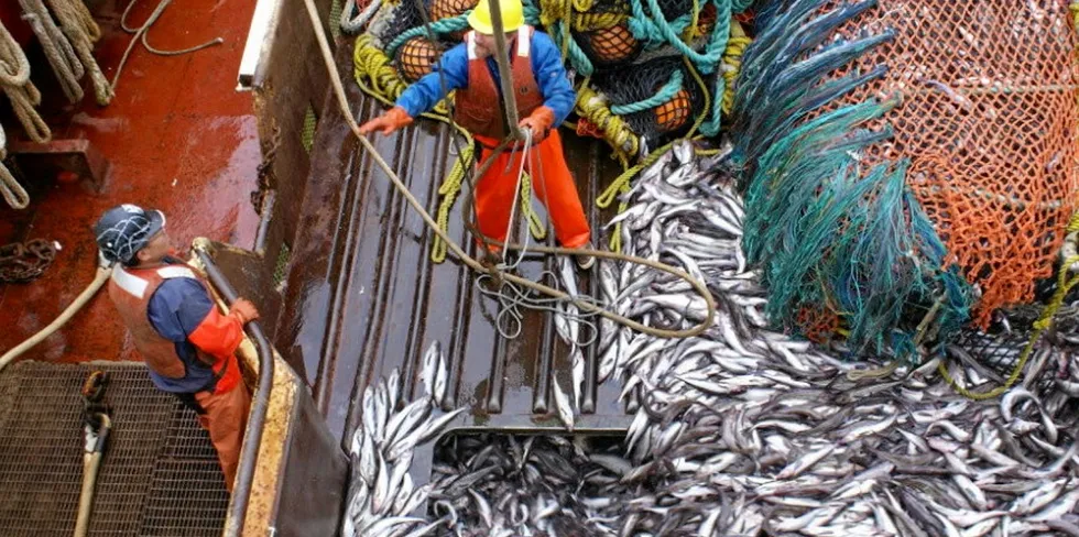 Demand from quick-service restaurants (QSR) as well as worldwide is fueling Alaska pollock growth. Glacier Fish Company harvesting Alaska pollock in 2021.