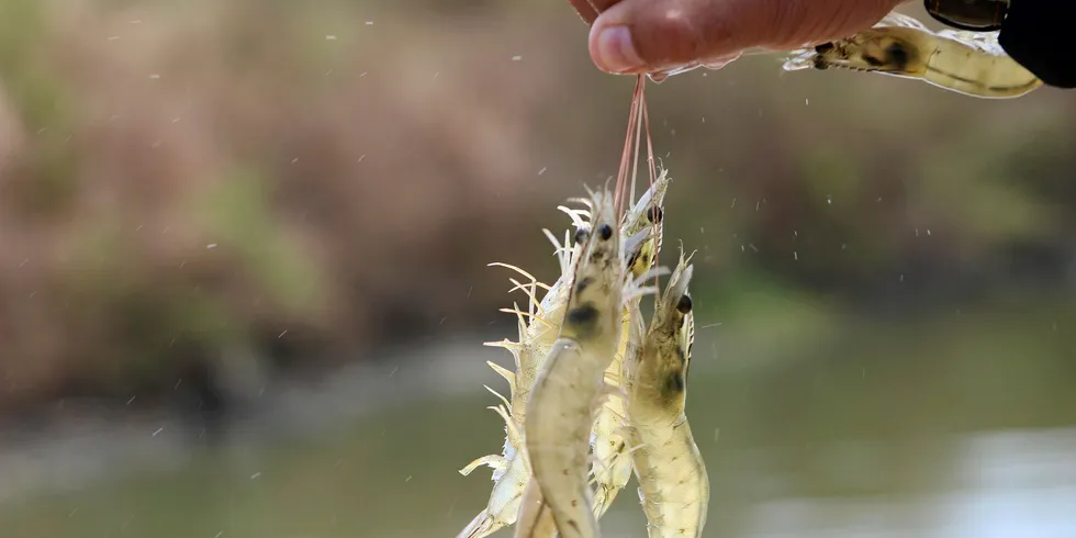 Vannamei shrimp.
