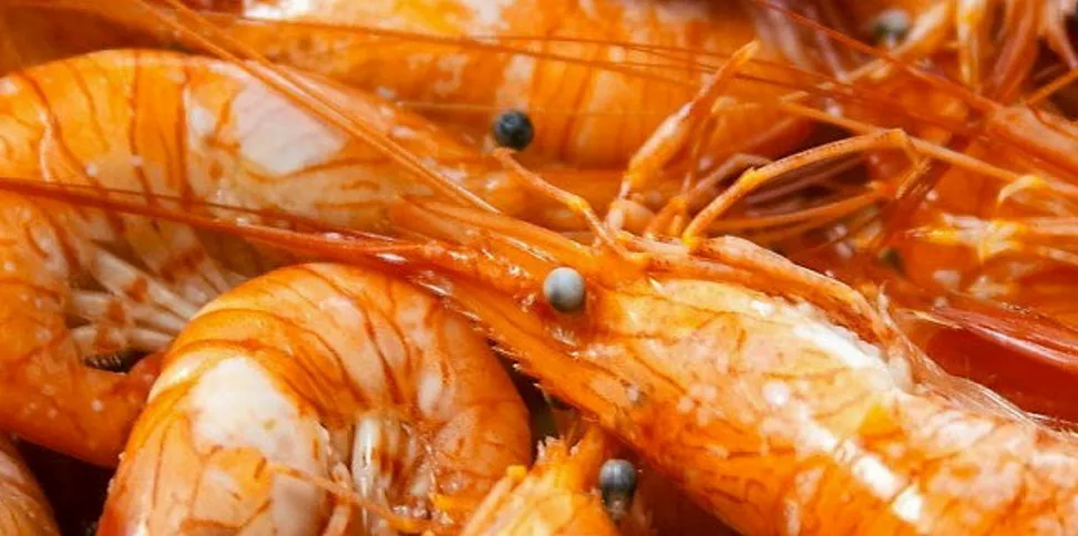 Argentina red shrimp are heading for the Brazilian market again.