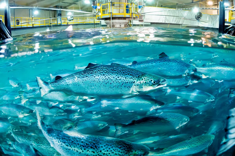 Salmon Evolution kept its 2024 production guidance unchanged at 5,000 metric tons head-on gutted. The company has pushed some harvest volumes into the fourth quarter to take advantage of higher prices.
