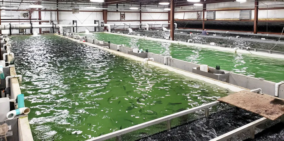 LocalCoho's operation in New York state. The company is raising coho salmon in land-based systems, but hasn't attracted near the capital of other on-paper projects.