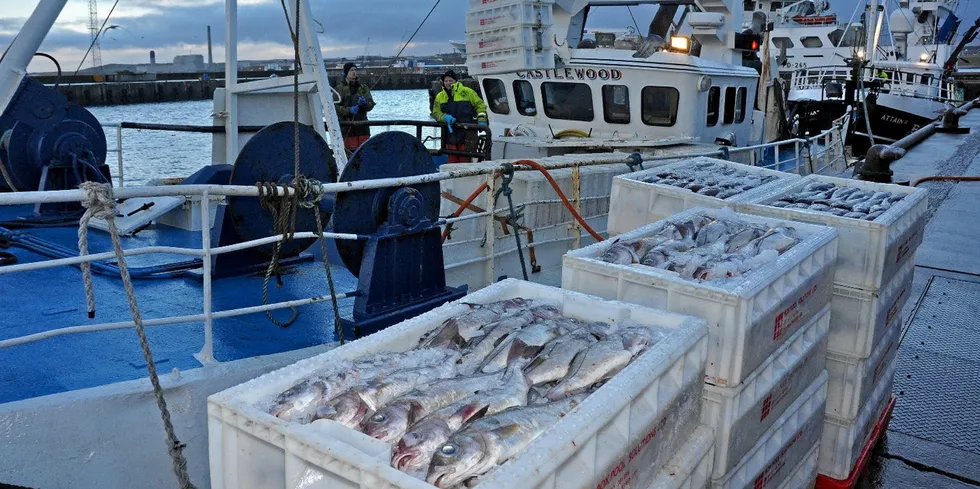 Frozen headed and gutted haddock is the main product and vital for the Norwegian ocean going fishing vessel fleet and exporters.