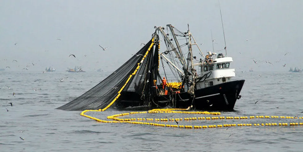 Peruvian anchovy fishing.