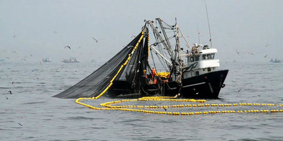 Peru anchovy fishing.