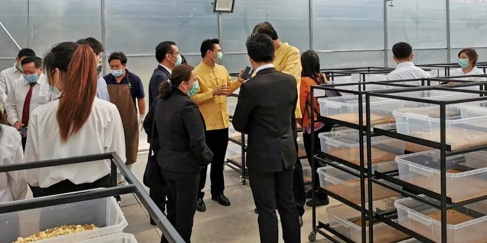 CP Foods and Chiang Mai University have come together to find commercial opportunities for black soldier fly protein.