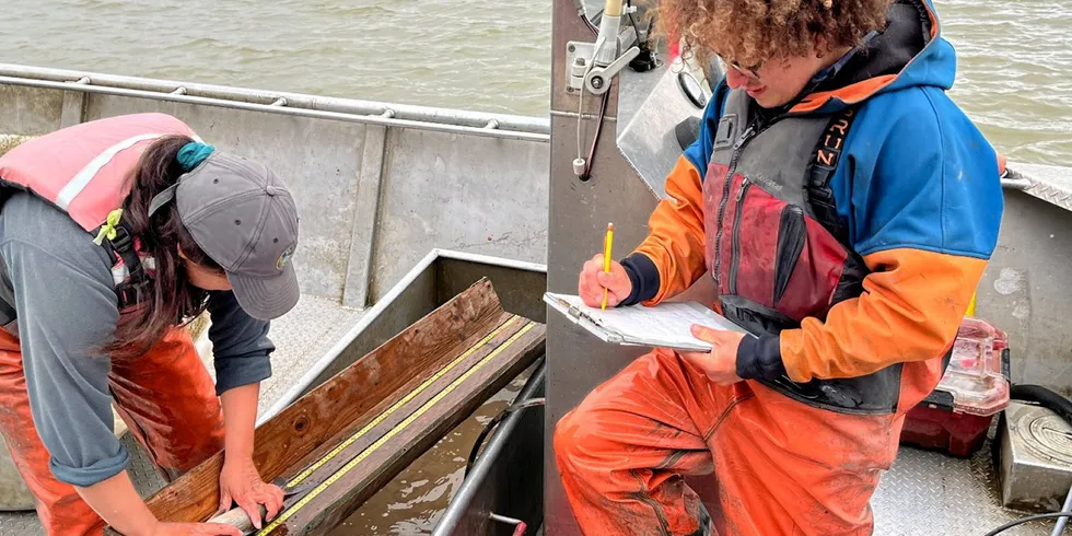 A Kuskokwim River Inter-Tribal Fish Commission sonar test fishing crew counts the haul from their afternoon drifts.