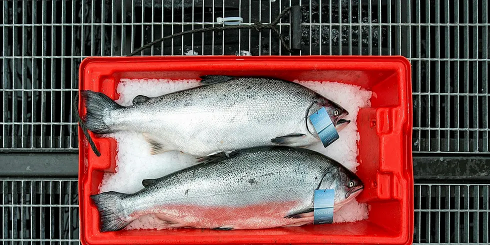 Ora King Salmon is a featured product on the website for CleanFish.