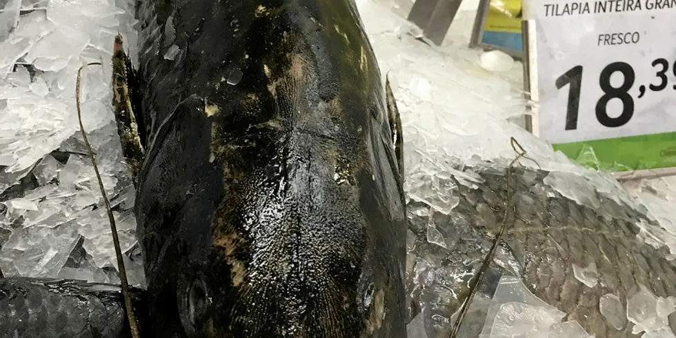. Pintado (Brazilian catfish).