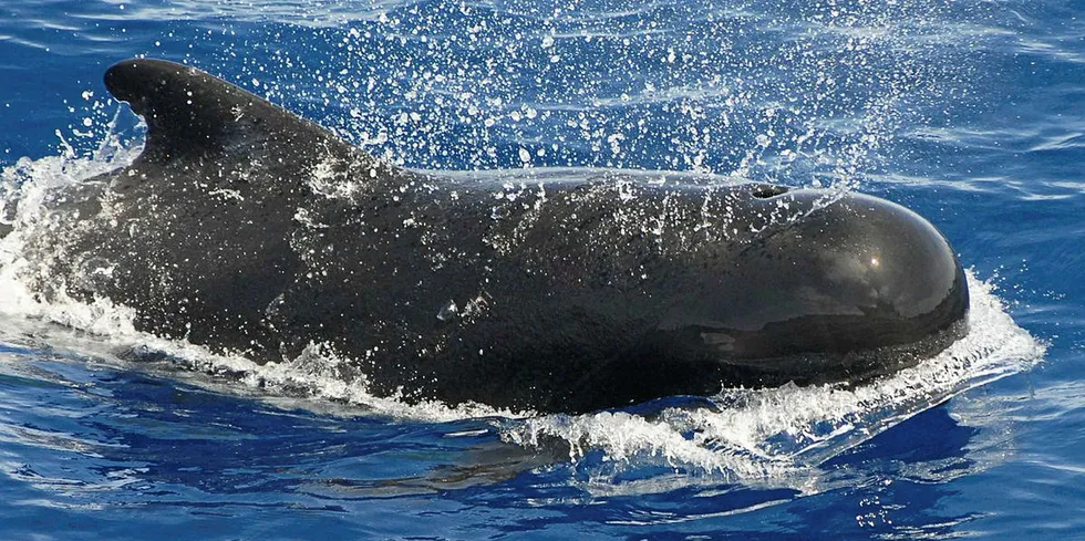 . A pilot whale.