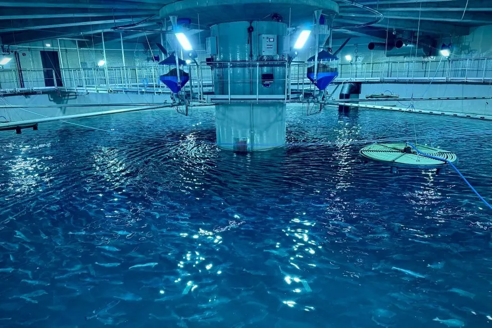 Laxey says the transfer of its first batch of salmon from the post-smolt facility to the on-growing tanks marks a significant step toward establishing long-term production.