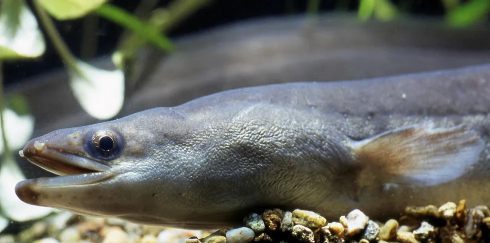 Silver eel