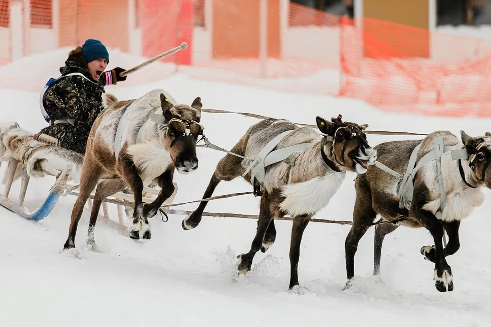 Namesake: reindeer participating in a race