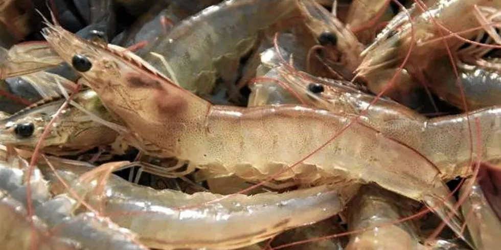 Honduran shrimp exporters are eying the Chinese market as a major prize