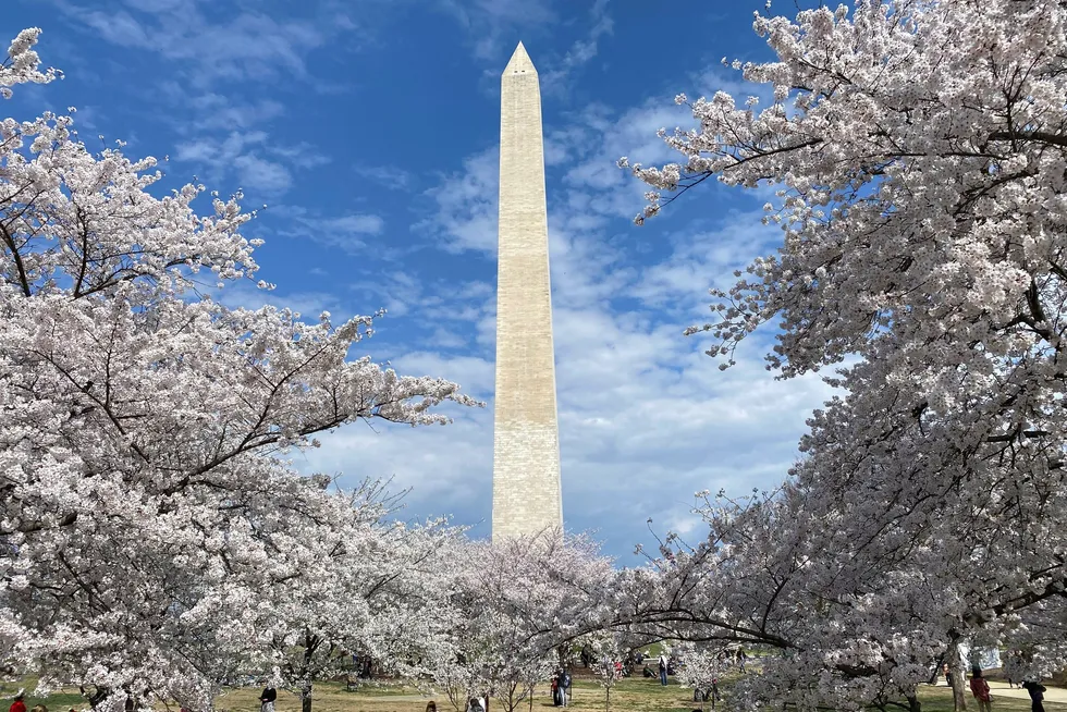 The Washington Monument is seen as visitors witness the cherry blossoms at peak bloom in Washington, DC, US, on 28 March 2025.