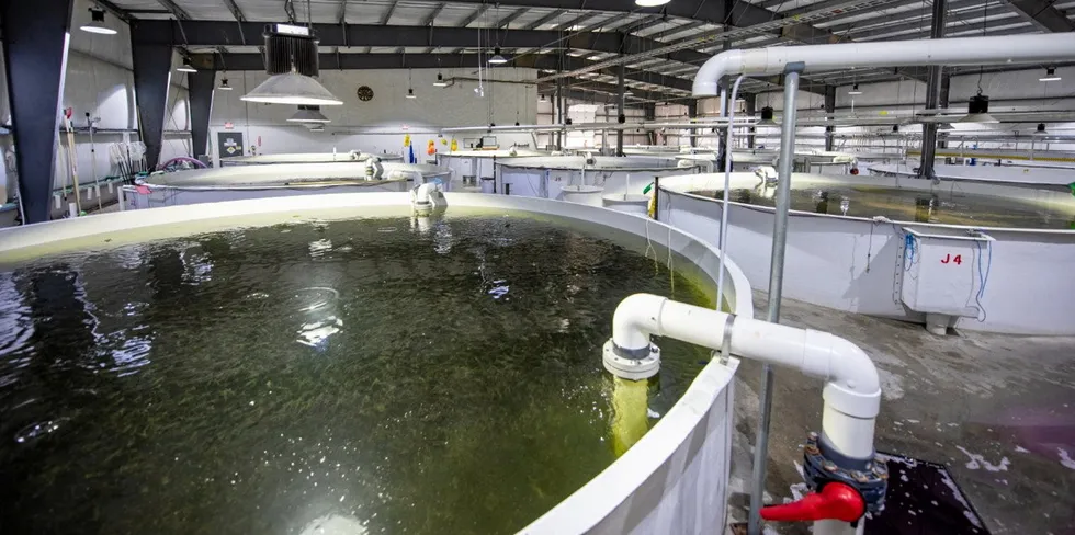 Mowi Canada East's salmon smolt hatchery in Stephenville, Newfoundland and Labrador.
