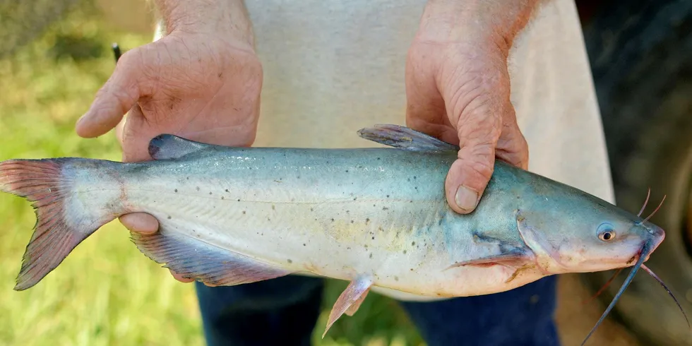 How is the catfish market doing?