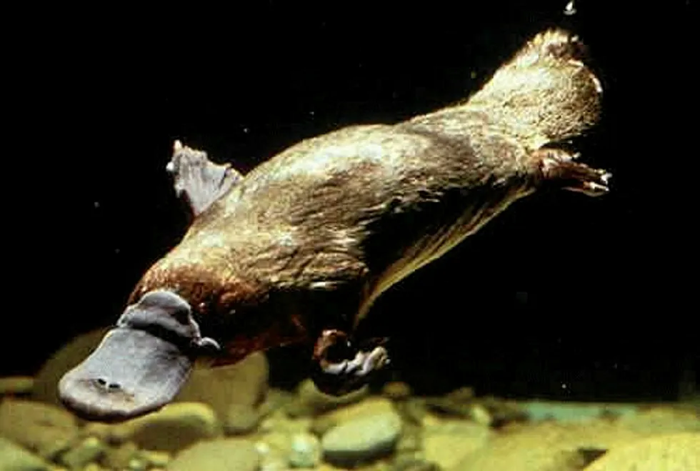 Licence extension: for Dana Petroleum at licence where it is eyeing the Platypus gas development