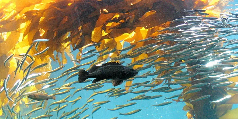 Indonesia and the Philippines also benefit from huge potentials in seaweed.