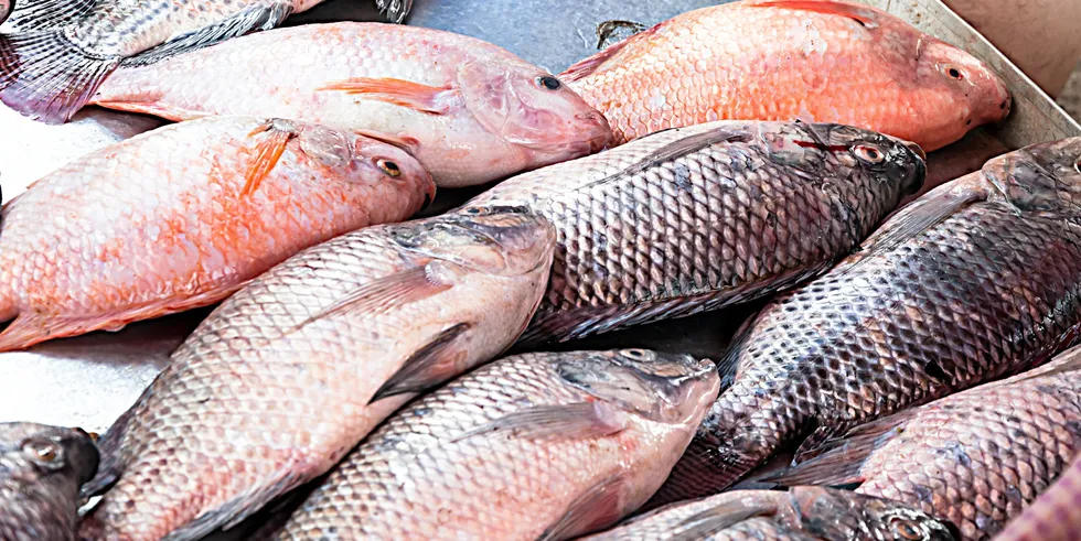 Brazil's tilapia farmers are on the defensive after reports of Haff syndrome -- also called 'black urine disease' have been linked to fish.