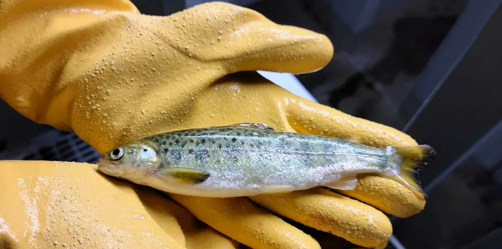 Grieg Newfoundland shows off a 9-month-old salmon, one of about 3 million fish in various stages of growth in at its Eastern Canada facilities.