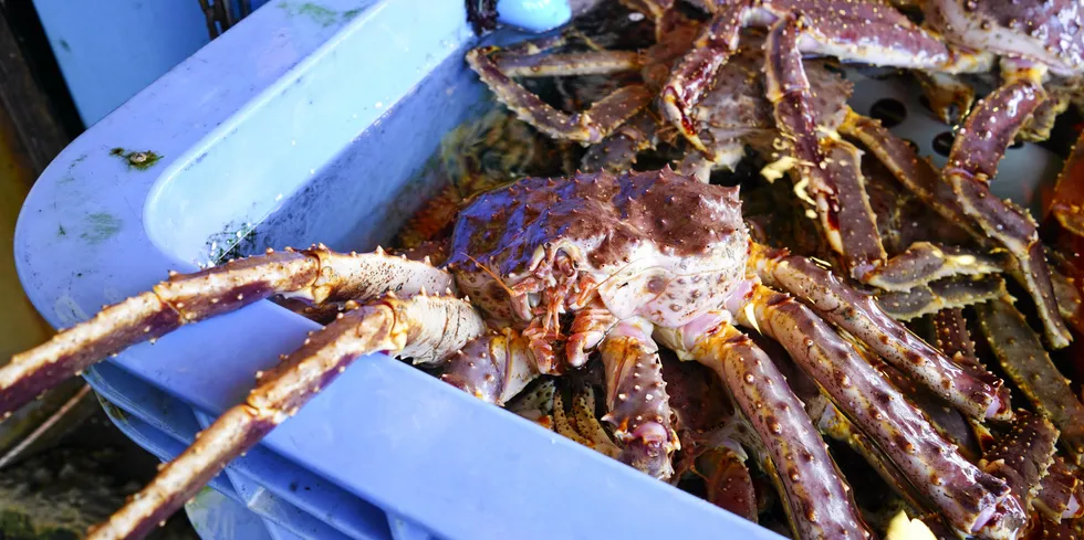 After European and American markets shut their doors to Russian king crab, the Asian market has become one of the few alternatives.