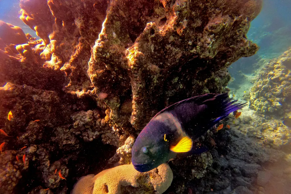 Environmental concern: marine life at a coral reef in the Red Sea waters off the coast of Israel's southern port city of Eilat
