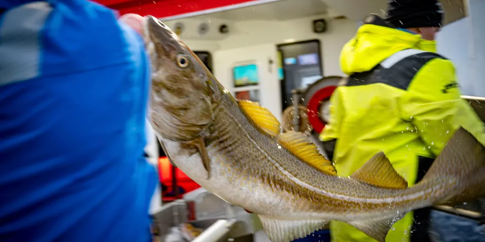 Cod supply won't be an issue this year for UK fish and chips after a chaotic 2022.