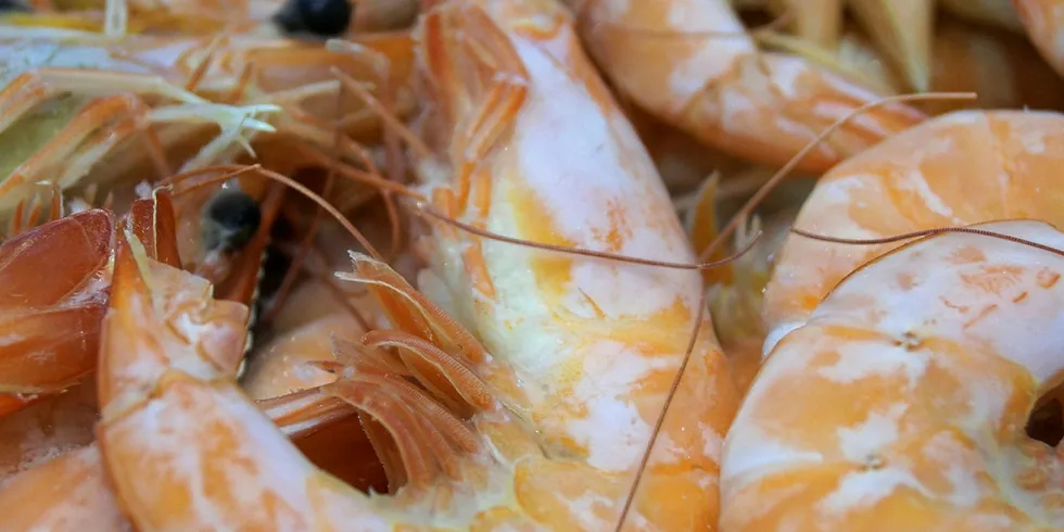 Farmed shrimp prices continue to be at historic lows, and there are no signs of this changing anytime soon.