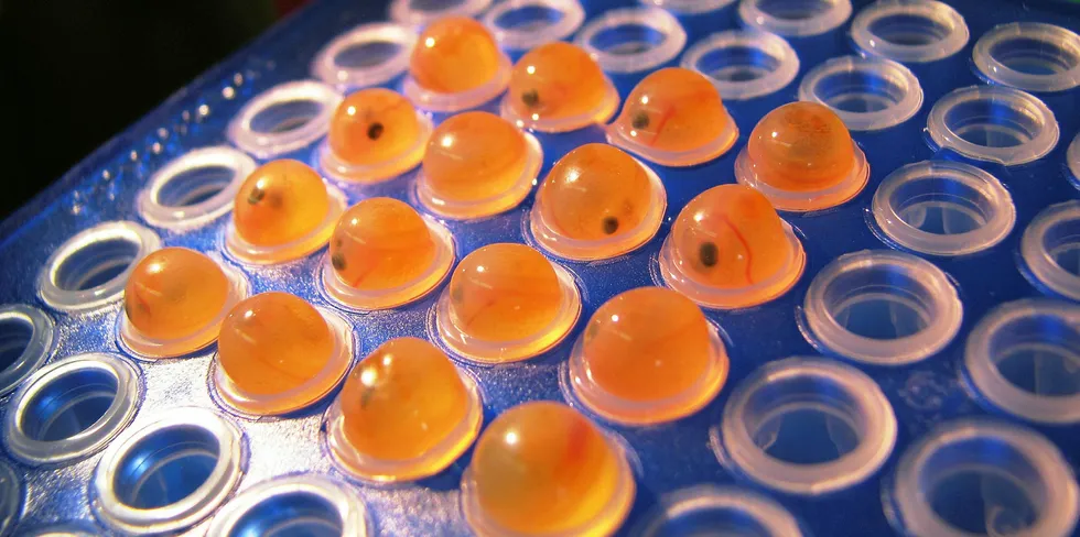 AquaBounty genetically engineered salmon eggs can now be imported into the US, and fish grown from them sold on the market.