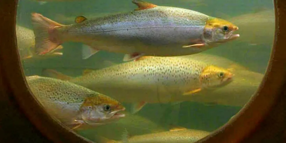 'The reality so far has been that successes in land-based fish farming are few and far between. There are some successful companies operating, but there have been a lot of failed projects along the way.'