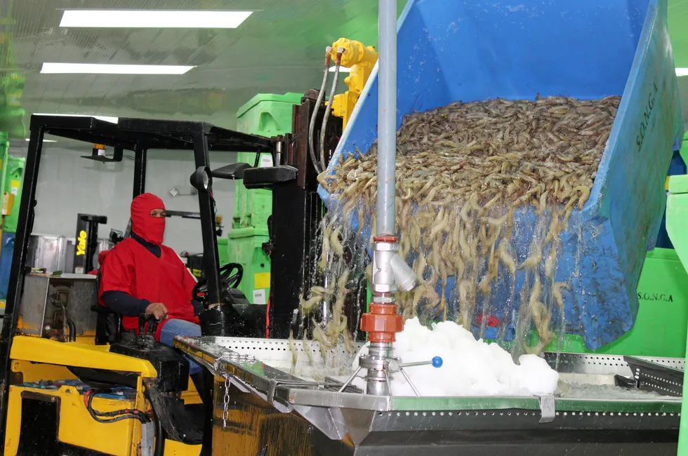 Ecuador shrimp processing plant. Songa.