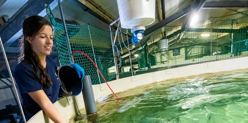 A new bill aimed at curbing pollution from land-based facilities in Maine could kill the industry, according to staff at Kingfish Maine.