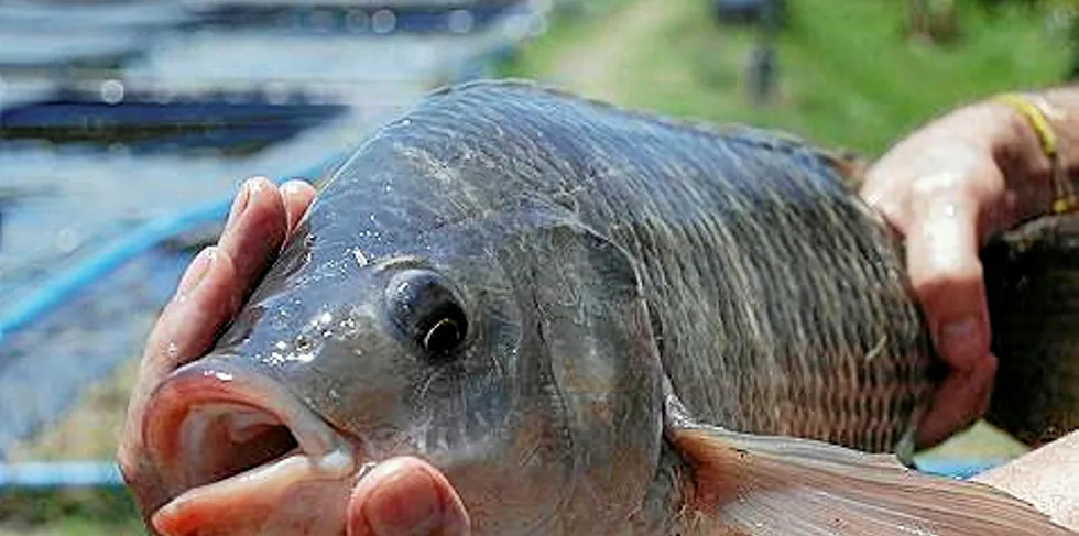 Tilapia.