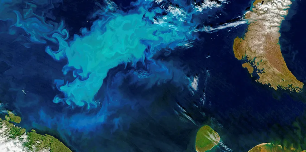 The Barents Sea Abloom.