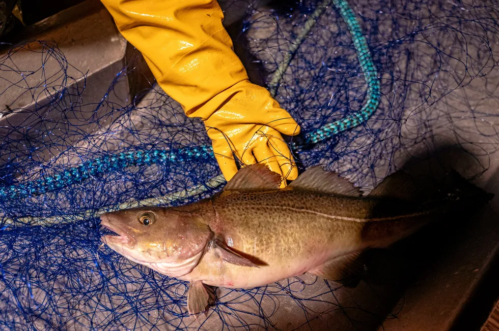 Escaped farmed cod from Norcod's Labukta site in Nesna municipality, Nordland county.