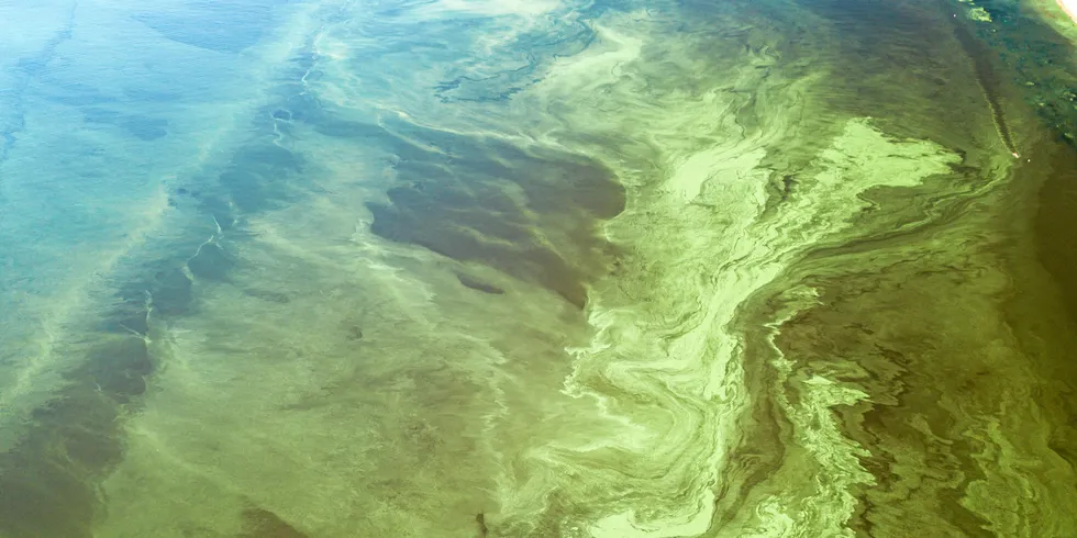 The peak summer season for algal blooms has become an increasing headache for Chile salmon farming industry executives in recent years.