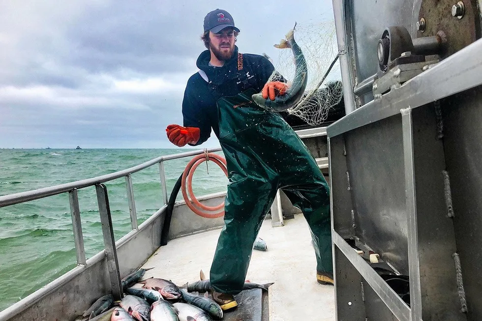 A crewman aboard the Sea Falcon in Bristol Bay hauls in a sockeye salmon.