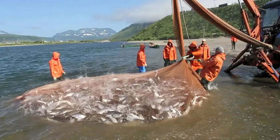 Fishermen catching salmon in Russia's Kamchatka region.