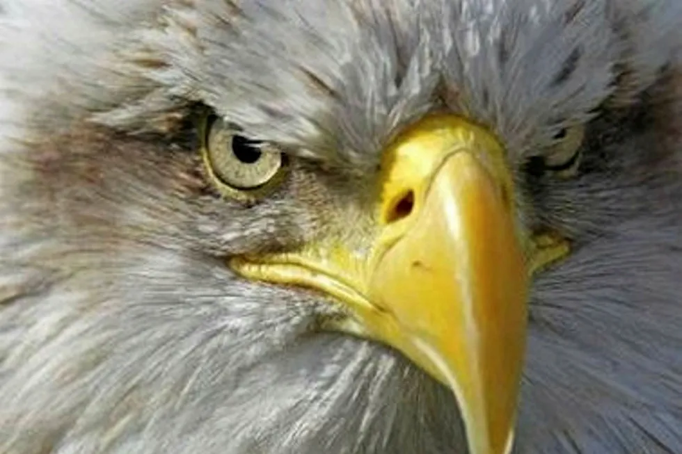 Freedom: Two new wells in the Eagle Ford