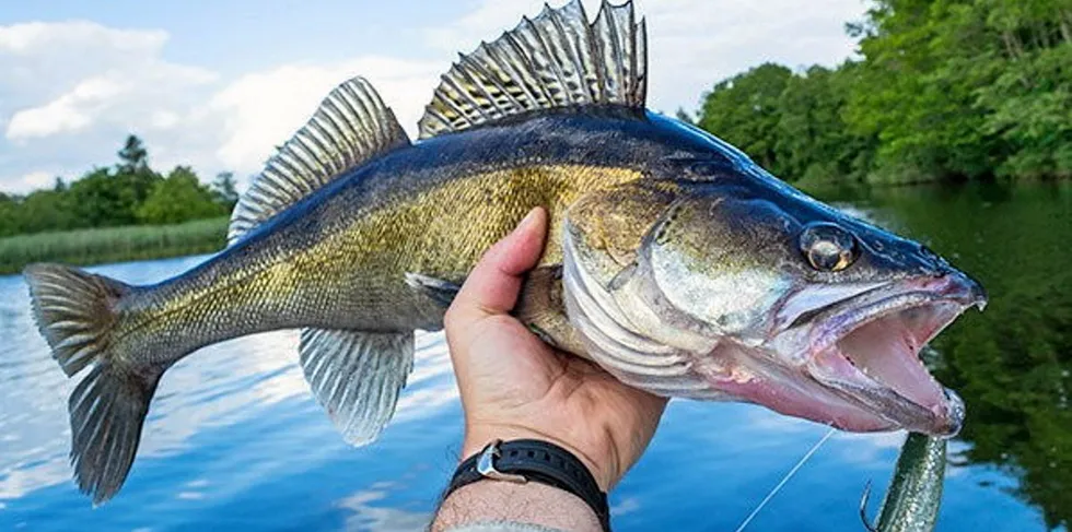 Red Lake Nation Fisheries has been awarded a USDA contract.