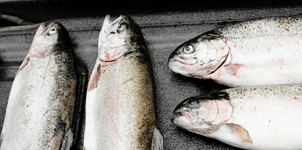 Nova Fish Farms are located in the Bay d’Espoir area of Newfoundland.