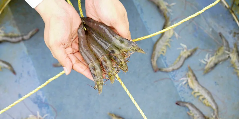 CP Foods-backed US land based shrimp farm targets fresh market. Homegrown Shrimp.