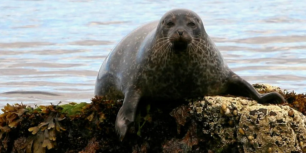 A Scottish seal.